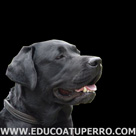 Educo a tu perro